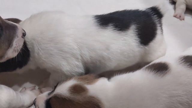 Не как у всех | интересно #короткие #видео #собаки #дети #интересно смотреть онлайн