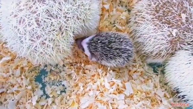 Интереснейшие и Удивительные факты о ЕЖЕ. смотреть онлайн