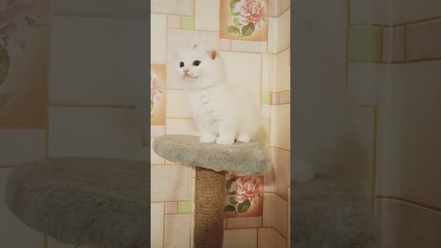 улыбающийся котик ❤️#котики #котята #манчкины #манчкин #смешноевидео смотреть онлайн