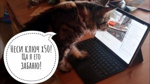 Кошка Морошка модератор стрима, дегустатор кефира, валятор на диванчике. А ястреб Клюква помойщица