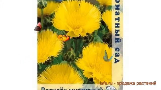 Василек обыкновенный Мускусный Золотце ? обзор: как сажать, семена василька Мускусный Золотце смотреть онлайн