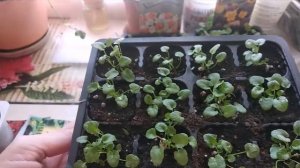 КАК ВЫРАСТИТЬ ФИАЛКУ РОГАТУЮ (ВИОЛУ)