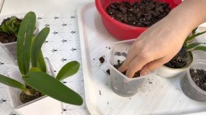 Как ПЕРЕСАДИТЬ орхидею КАТТЛЕЮ из МХА❓ ОСОБЕННОСТИ. все просто и быстро орхидея каттлея