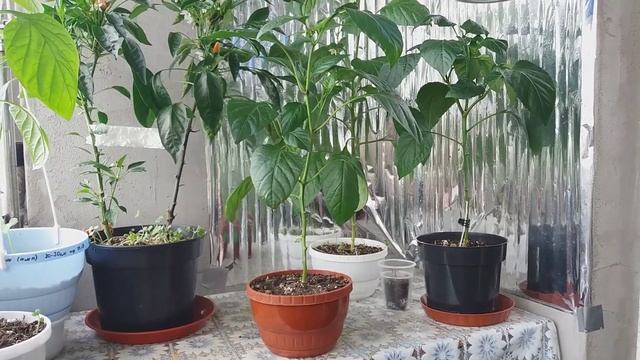 ОГОРОДИК НА БАЛКОНЕ. ПЕРЦЫ. 15 августа 2022 г. смотреть онлайн