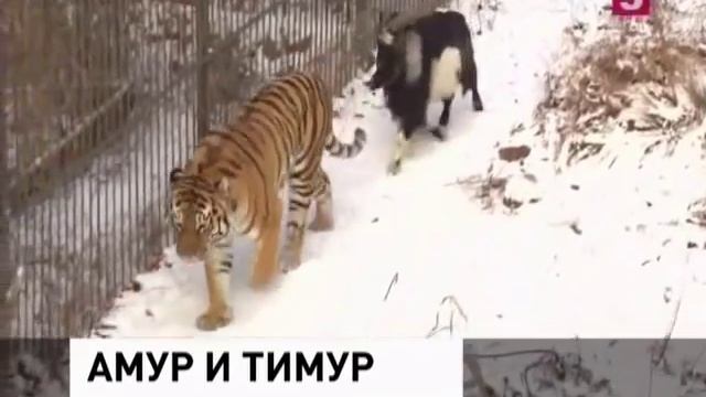 Тигр и козел смотреть онлайн