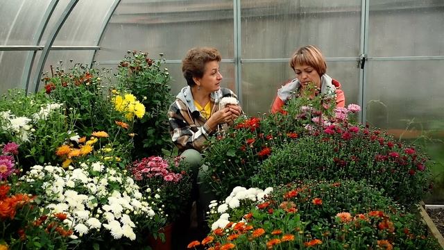 А хризантемы переопыляются? | Вопросы и ответы смотреть онлайн