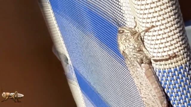 Моргни моим зрителям? смотреть онлайн