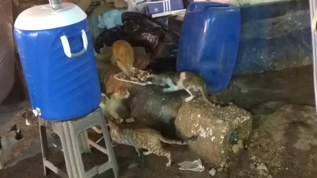 Кот священное животное Египта. Голодные коты в Шарме смотреть онлайн