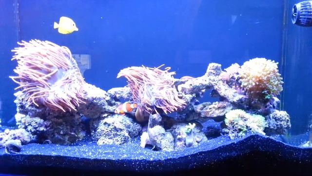 72 Mixed Reef "Day Close" смотреть онлайн