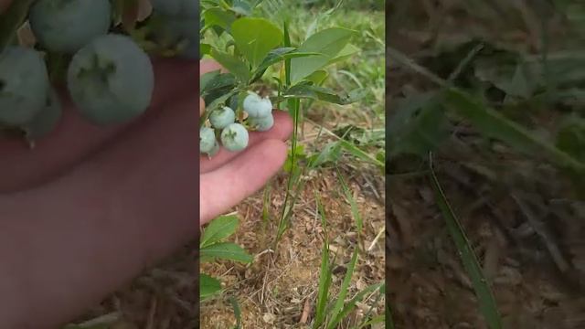 Антракноз на голубике!!! засохла ветка. смотреть онлайн