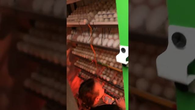 Как посадить курицу на яйцо смотреть онлайн