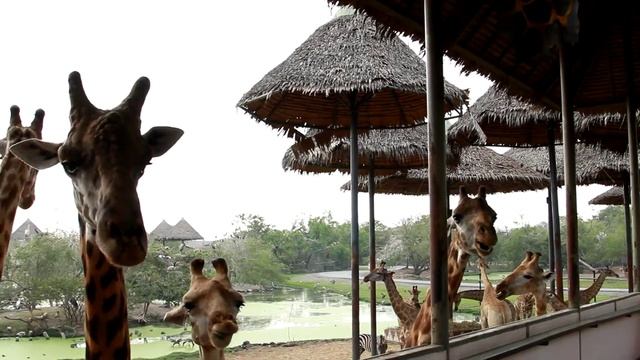 Голодные жирафы: Сафари парк (Safari Park Bangkok) в Бангкоке смотреть онлайн