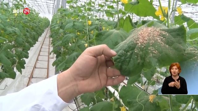 Фитосанитарный мониторинг тепличного хозяйства под Таганрогом смотреть онлайн