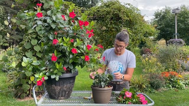Wintering Over Mandevilla & Dipaldenia смотреть онлайн