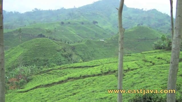 One Fine Day At Andung Biru Plantation, Probolinggo - East Java смотреть онлайн