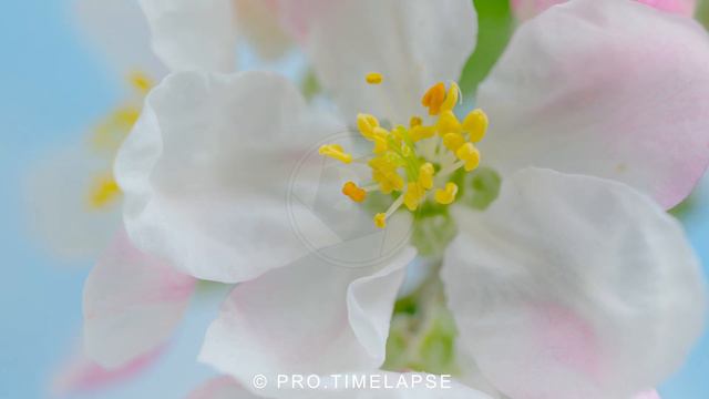 APPLE BLOSSOM Time Lapse COMPILATION смотреть онлайн