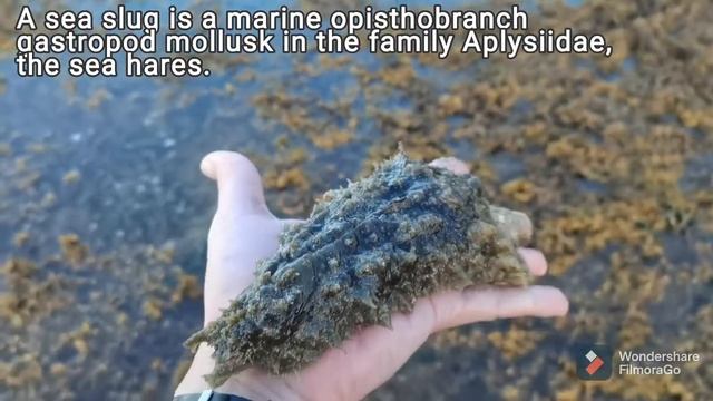The Largest Sea Slug I Saw: Dolabella Auricularia смотреть онлайн