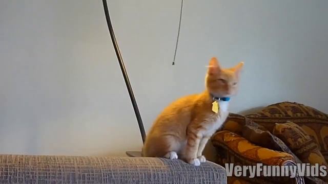 Месть котиков [Агрессивные коты] [Подборка приколов с котами № 20 2016] [Cats Being Jerks] смотреть онлайн