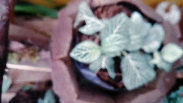 Fittonias cuidados básicos /Fittonias reproducción / Fittonia verschaffeltii cuidados смотреть онлайн