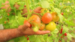 Розовый томат МАДАМ КУРАЖ F1. Ультраранний и высокоурожайный!