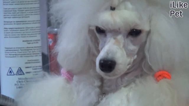 Особенности дрессировки маленьких собак смотреть онлайн