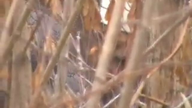 стрелка скрытой камерой... смотреть онлайн