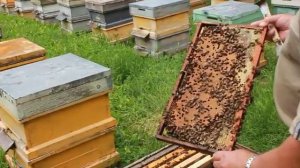 Самая миролюбивая пчела - карпатка