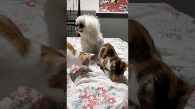 Dogs vs Cats ? TIME FOR MUNCHIES ? смотреть онлайн