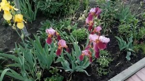 Цветение ирисов в цветниках. Что делать, чтобы не падали цветоносы ириса