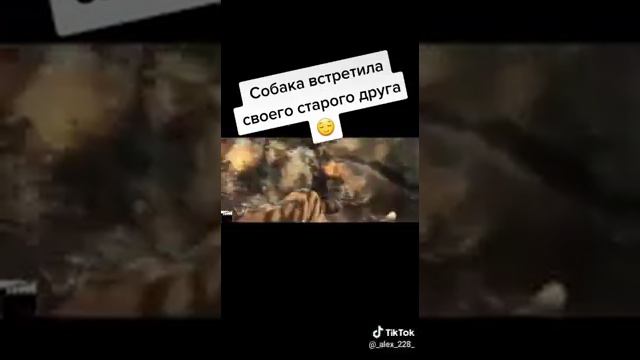 лев помог собаке смотреть онлайн