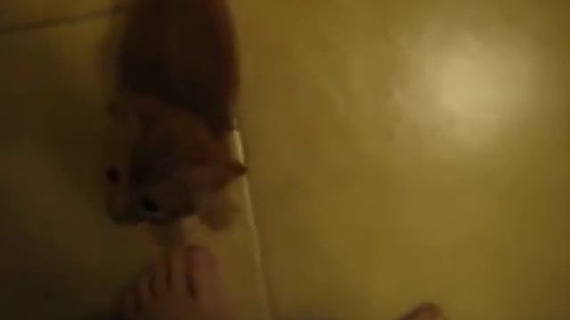 Cutest Kittens (Part 1) смотреть онлайн