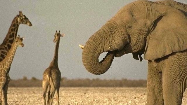 СЛОН ИНТЕРЕСНЫЕ ФАКТЫ 1 кл смотреть онлайн