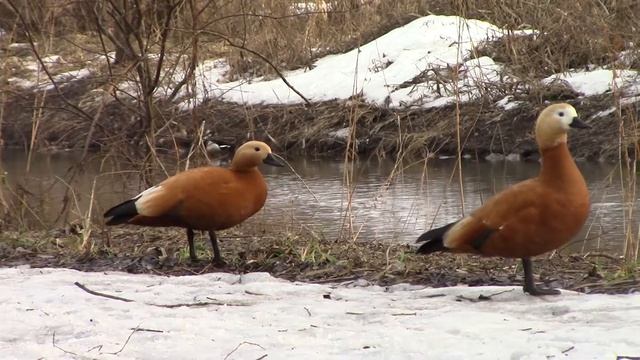 утки огарь или красная утка смотреть онлайн