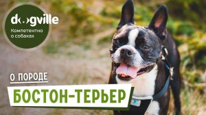 Бостон-терьер – О породе – Как выбрать щенка Бостон-терьера?