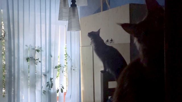Мейн-кун и люстра (Happy cat) смотреть онлайн