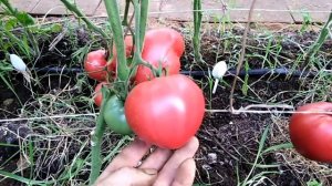 Томат Бычий мед.