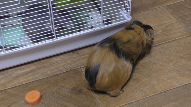 Нужен ли нам новый питомец? Кто за? Кто против? Хомки говорят. смотреть онлайн