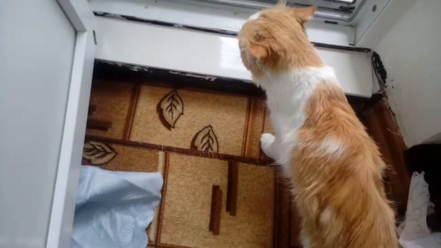 [ВЛОГ] - Завтрак с утра смотреть онлайн