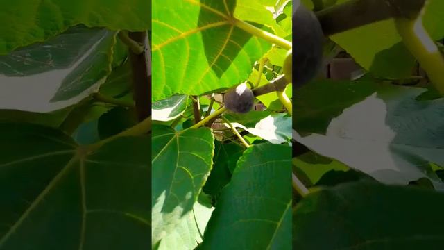 Welcome to our Kitchen Garden. (Injeer) смотреть онлайн