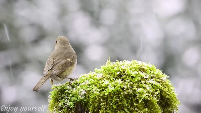 Calming Music that Heals Stress, Stop Anxiety, Depression • Beautiful Bird Singing in the Forest #1 смотреть онлайн