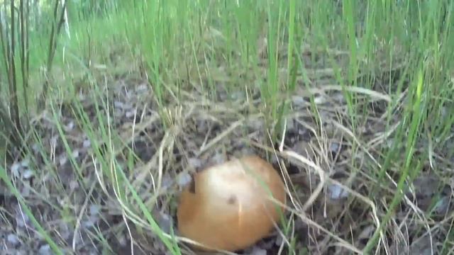 Грибы гиганты взяли грибника в плен ! Сбор грибов 28 мая 2023 года ! Подосиновики 2023 ! смотреть онлайн