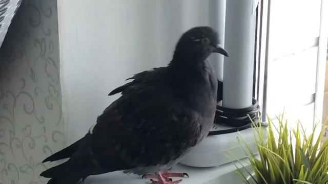 Голубиная вертячка . Уличный голубь Аркадий. смотреть онлайн