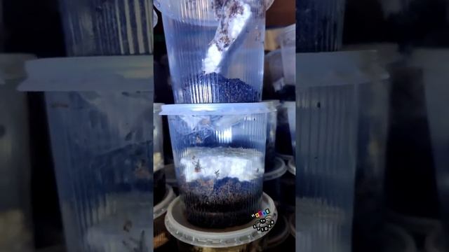 Малыши паука птицееда Psalmopoeus Irminia