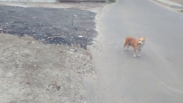 Собачки боятся перейти дорогу, очень много машин в Кишиневе смотреть онлайн