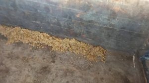 обед для свиней. ячмень с горохом.