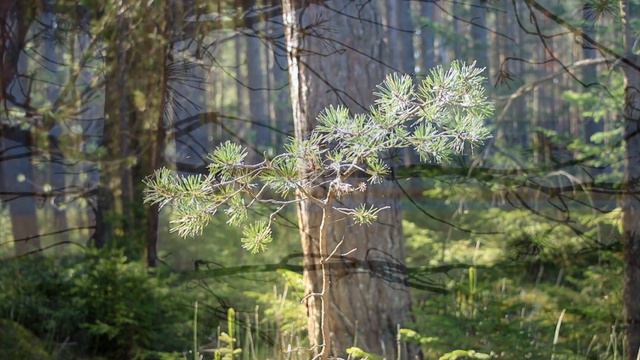 Что такое сфокусированный ум? смотреть онлайн