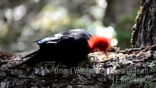 Magellanic Woodpecker (Campephilus magellanicus) in Navarino Island