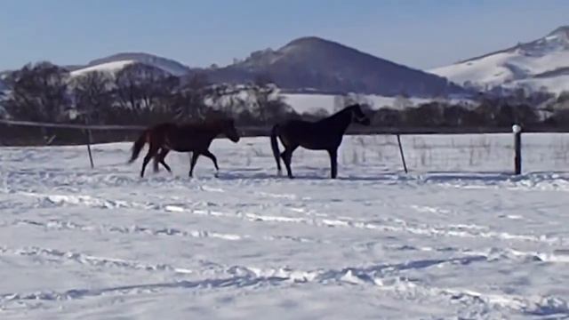 "Племенная конеферма "Русская Тройка" Алтайский край смотреть онлайн