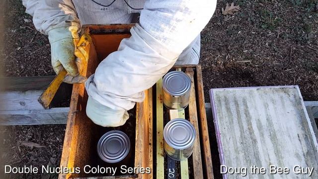 Double Nucleus Colony Series Episode 5: Checking for Queen Release смотреть онлайн
