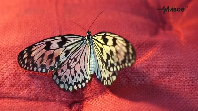 Кадры. Сами с усами. Макро смотреть онлайн